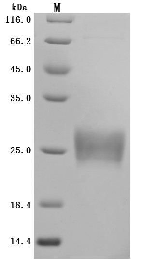 Zymogen granule protein 16 homolog B (ZG16B) (Active), human, recombinant