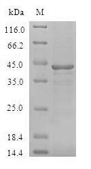 Bcl-2-like protein 15 (BCL2L15), human, recombinant