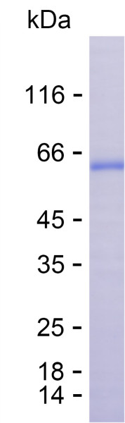 Recombinant Human POLE2 Protein