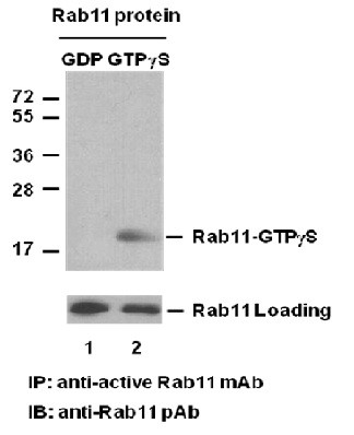 Anti-Active Rab 11, monoclonal