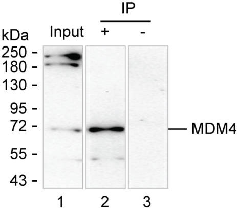 Anti-MDM4