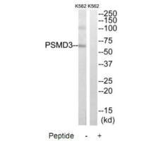 Anti-PSMD3