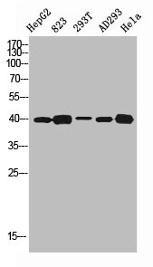 Anti-HTR1D