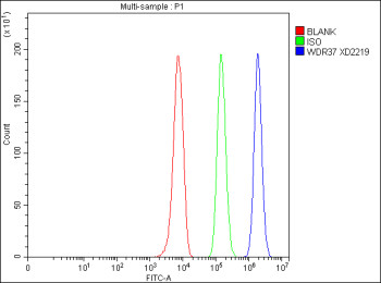 Anti-WDR37 / WD repeat-containing protein 37
