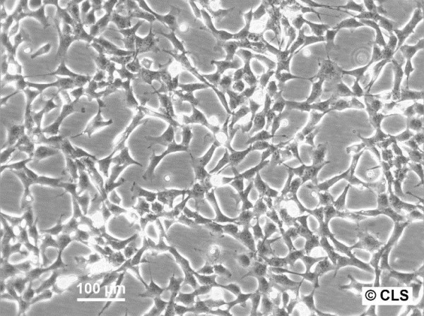 HBL-100 Cells