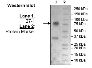 B7-1 (CD80) (Mouse), Fc fusion (Human), Avi-Tag
