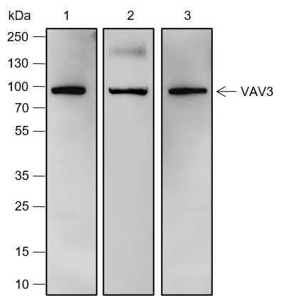 Anti-Recombinant VAV3, clone A556