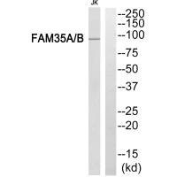 Anti-FAM35AFAM35/B