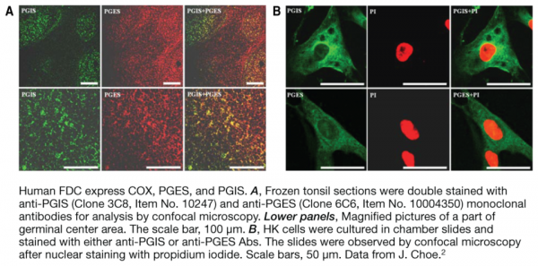 Anti-Prostaglandin I Synthase (Clone 3C8)