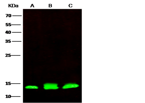 Anti-PHPT1 Monoclonal Recombinant Antibody