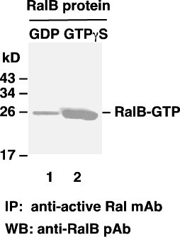 Anti-Active Ral, monoclonal
