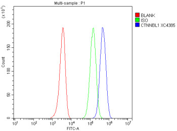 Anti-CTNNBL1 / Catenin beta like 1