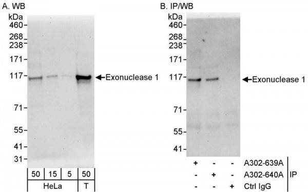 Anti-Exonuclease 1