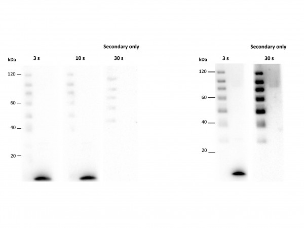 UniGlow(TM) - One Component Chemiluminescent Substrate
