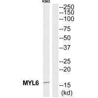 Anti-MYL6