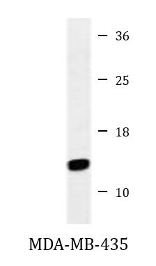 Anti-GNRH2 / Progonadoliberin 2