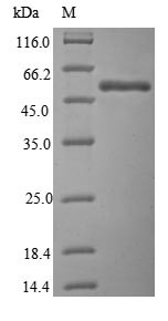 Dual specificity protein kinase CLK2 (CLK2), partial, human, recombinant