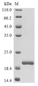 Oncomodulin (Ocm), rat, recombinant