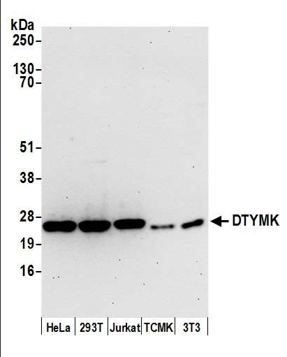Anti-DTYMK