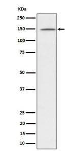 Anti-phospho-Phospholipase C gamma 1 (Tyr1253) / PLCG1, clone 32P05