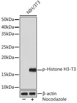 Anti-phospho-Histone H3.3 (Thr3)