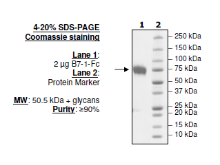 B7-1 (CD80), Fc fusion (Human) HiP(TM)