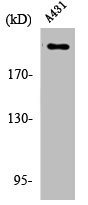 Anti-Phospho-ESPL1 (S801)