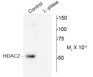 Anti-phospho-HDAC2 (Ser394)