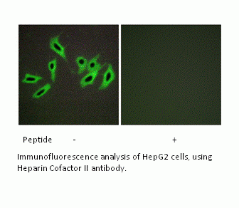 Anti-Heparin Cofactor II