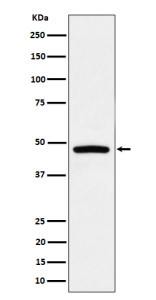 Anti-PREB / Prolactin regulatory element binding protein, clone 29P71