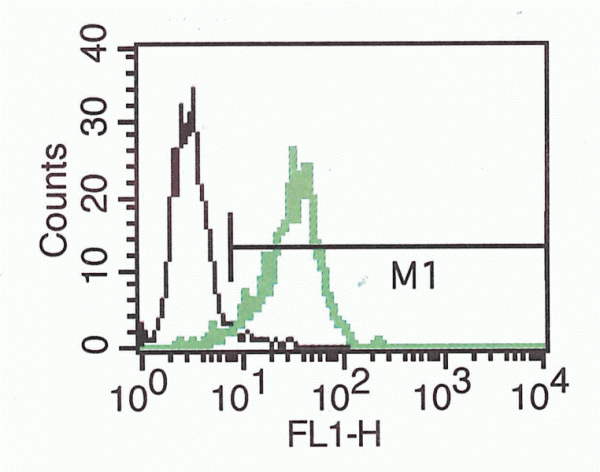 Anti-L1CAM (Human), Azide Free Clone B-L51