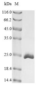 Cold-inducible RNA-binding protein (Cirbp), mouse, recombinant