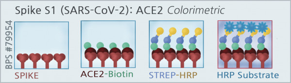 Spike S1 (SARS-CoV-2): ACE2 Inhibitor Screening Colorimetric Assay Kit