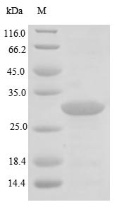 Urease subunit alpha (ureA), Helicobacter pylori, recombinant