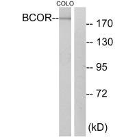 Anti-BCOR