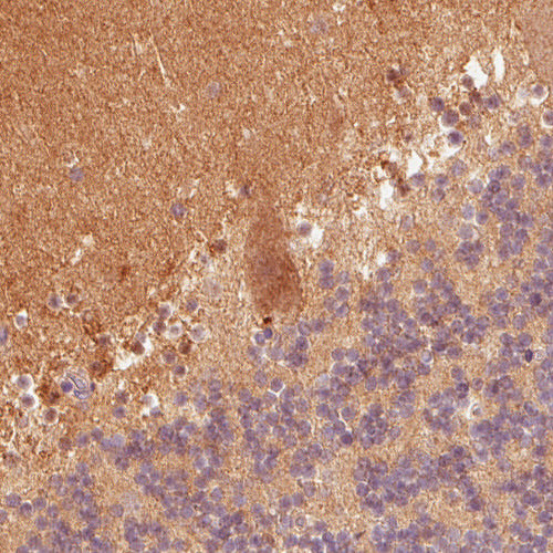 Anti-FABP7, clone CL0236