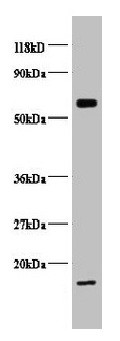 Anti-COX5B