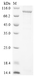 Interleukin-12 receptor subunit beta-1 (IL12RB1), partial, human, recombinant