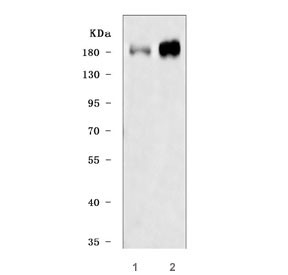 Anti-IRS2 / Insulin receptor substrate 2