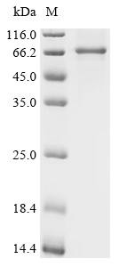 Na (+)/H (+) exchange regulatory cofactor NHE-RF3 (Pdzk1), recombinant mouse