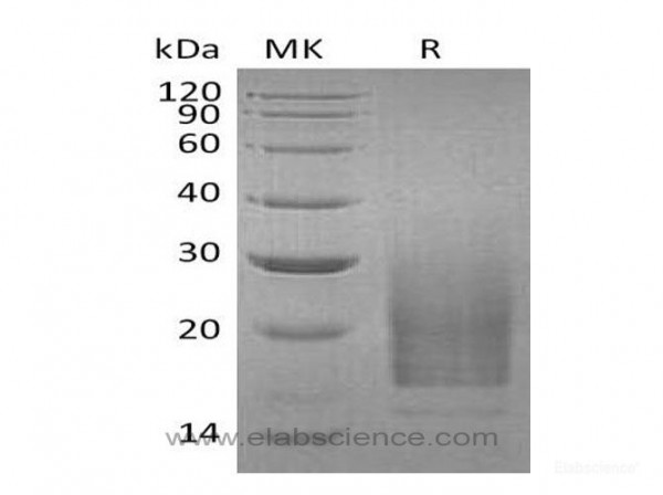 Interleukin-3/IL-3 Protein(C-6His) (recombinant human)
