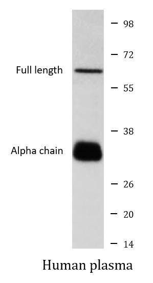 Anti-ApoJ / Clusterin