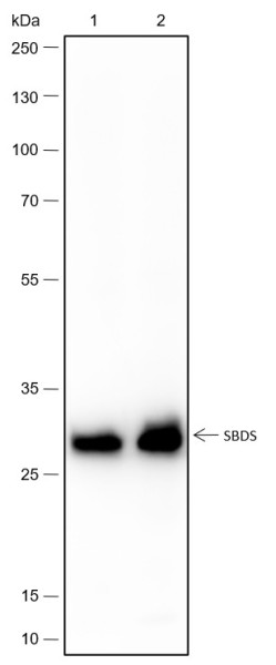 Anti-Recombinant SBDS, clone A432