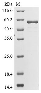 Allene oxide synthase, chloroplastic (CYP74A), Arabidopsis thaliana, recombinant