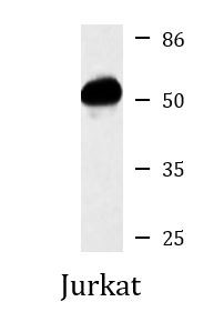 Anti-LCK, clone 3E5-C8-B9