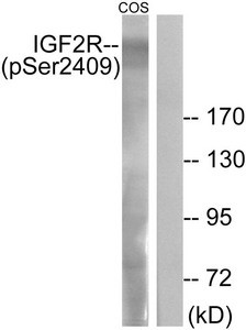 Anti-Phospho-IGF2R (Ser2409)