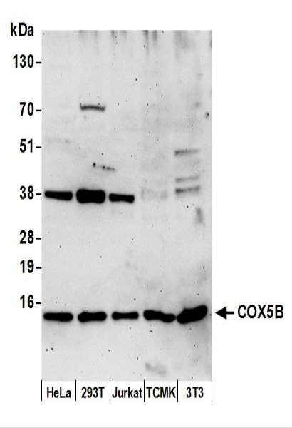 Anti-COX5B
