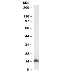 Anti-FABP2 Biotin Conjugate