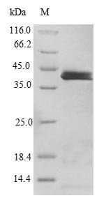Interleukin-36 alpha (IL36A), human, recombinant