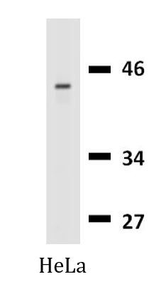 Anti-Cytokeratin 18, clone DA-7 (Biotin)